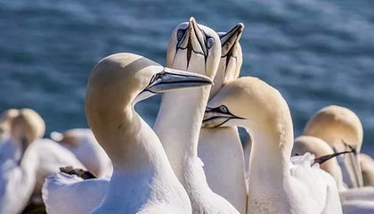 开云体育入口-丹麦羽毛球队力克泰国羽毛球队，斯里坎特高光表现