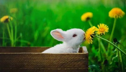 开云-魔术绝地反击中国男篮，保罗关键制胜